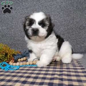 Toby, Havanese Puppy