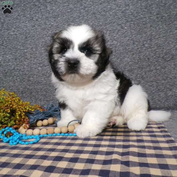 Toby, Havanese Puppy