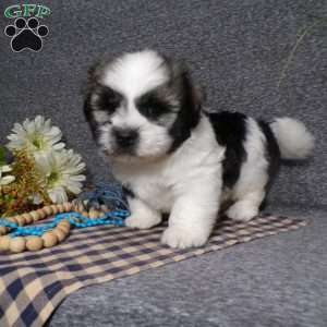 Toby, Havanese Puppy