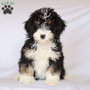 Grace, Mini Bernedoodle Puppy