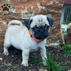 Jolly, Pug Puppy