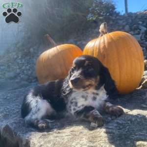Poof, Dachshund Puppy