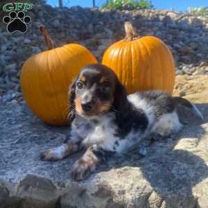 Poof, Dachshund Puppy