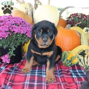 Polly, Rottweiler Puppy