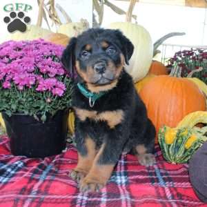 Pebbles, Rottweiler Puppy