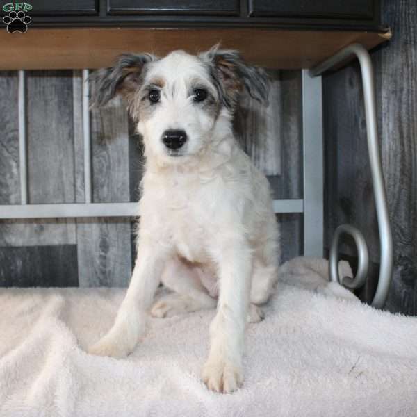 Taffy, Mini Aussiedoodle Puppy
