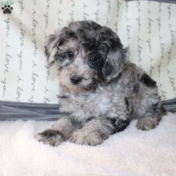 Caleb, Miniature Poodle Puppy