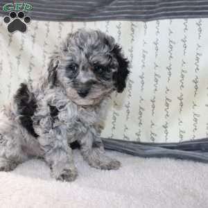 Colton, Miniature Poodle Puppy