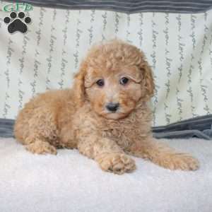 Cody, Miniature Poodle Puppy