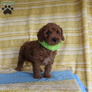 Burt, Mini Goldendoodle Puppy