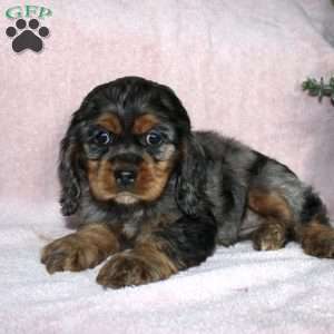 Lolly, Cocker Spaniel Puppy