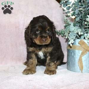 Lilac, Cocker Spaniel Puppy