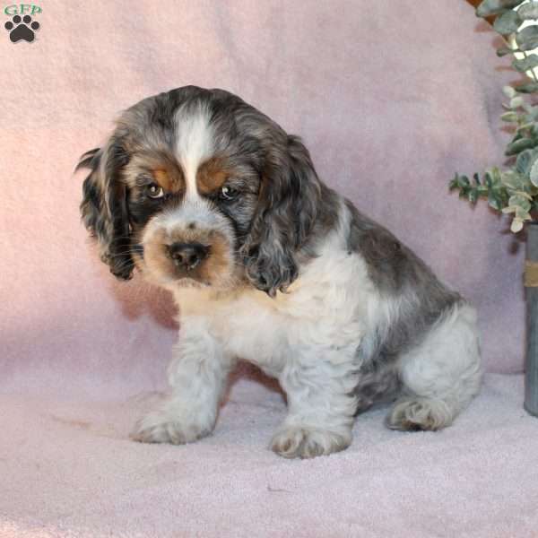 Louis, Cocker Spaniel Puppy