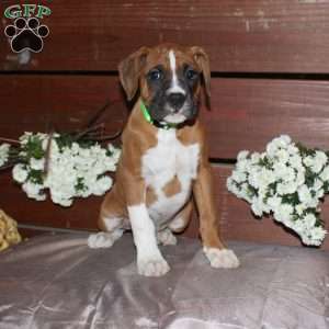 Baxter, Boxer Puppy