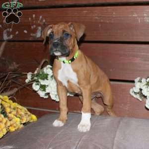 Boone, Boxer Puppy