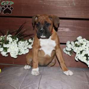 Betty, Boxer Puppy