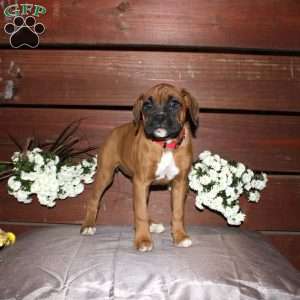 Bell, Boxer Puppy