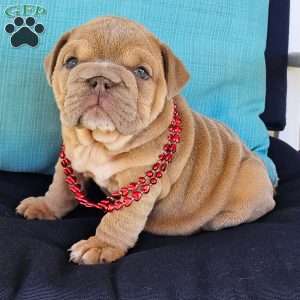 Second Chance, English Bulldog Puppy