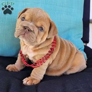 Second Chance, English Bulldog Puppy