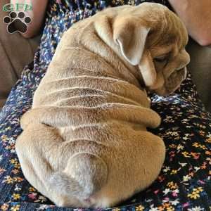 Second Chance, English Bulldog Puppy