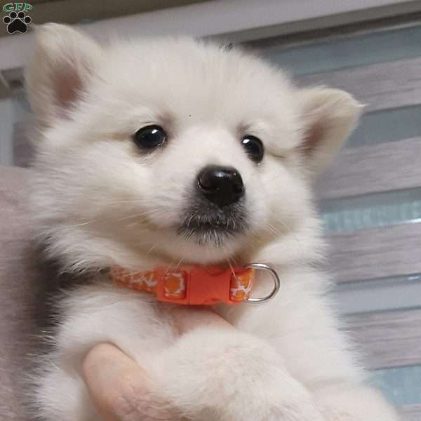 orange, American Eskimo Puppy