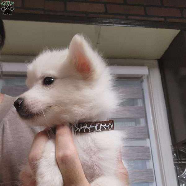 black, American Eskimo Puppy