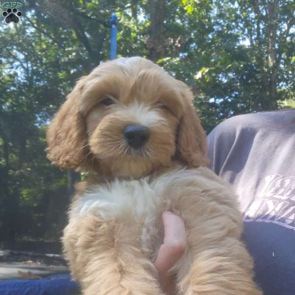 Lucy, Goldendoodle Puppy