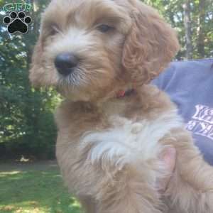 Lucy, Goldendoodle Puppy
