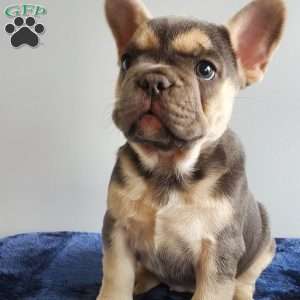 BRANDI, French Bulldog Puppy