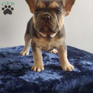 BRANDI, French Bulldog Puppy