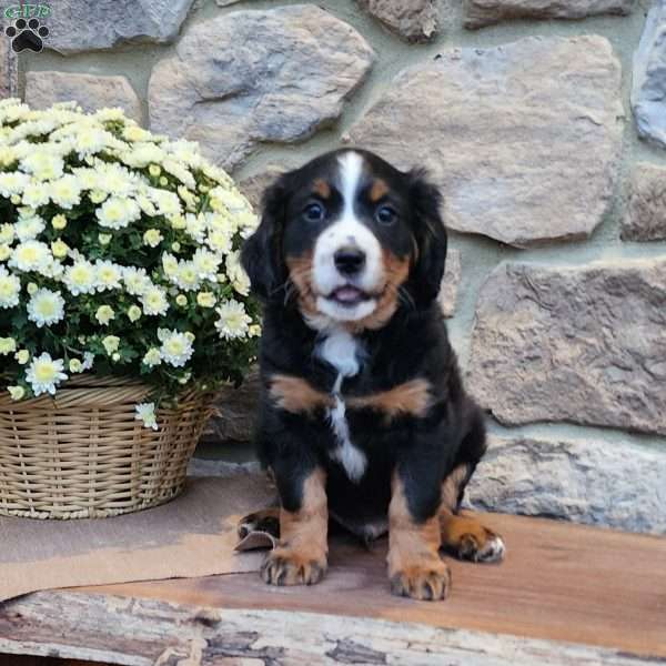 Buck, Miniature Bernese Mountain Dog Puppy
