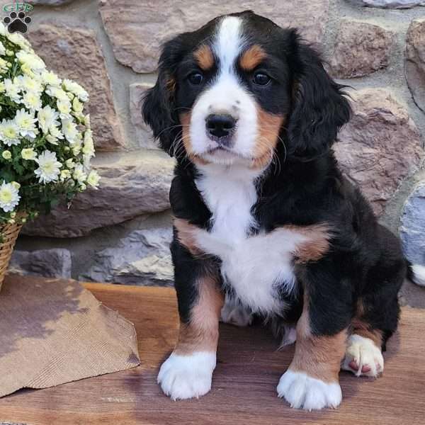 Maverick, Miniature Bernese Mountain Dog Puppy