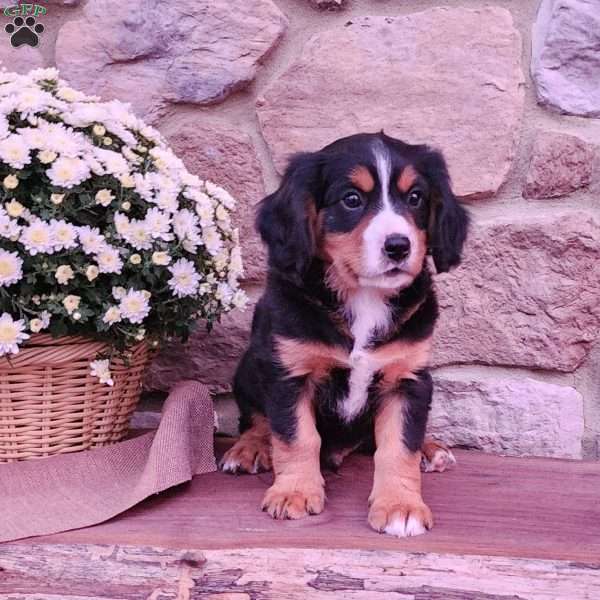 Ranger, Miniature Bernese Mountain Dog Puppy