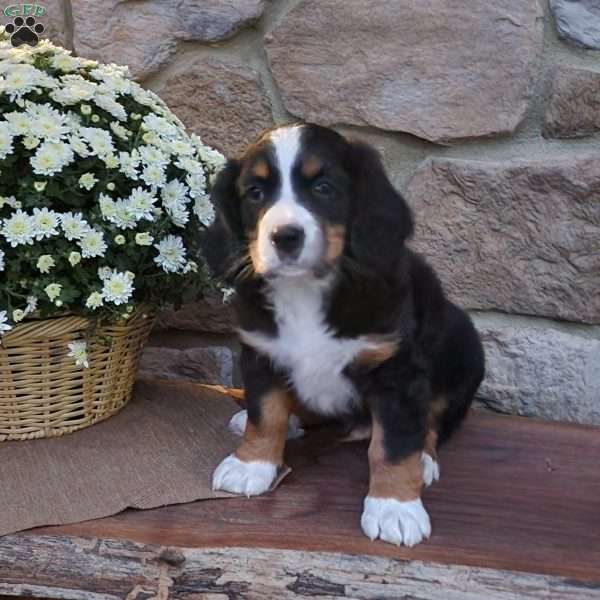 Rocky, Miniature Bernese Mountain Dog Puppy