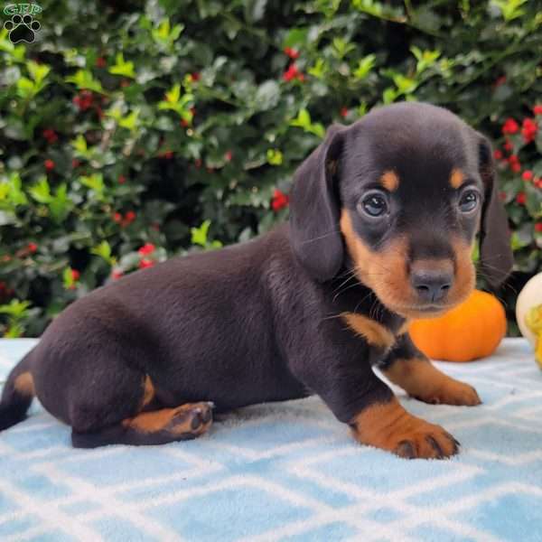 River, Dachshund Puppy