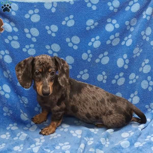 Chip, Dachshund Puppy