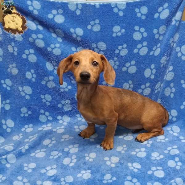 Chase, Dachshund Puppy