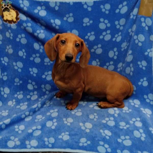 Charles, Dachshund Puppy