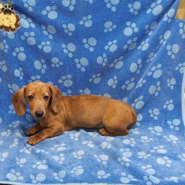 Claire, Dachshund Puppy