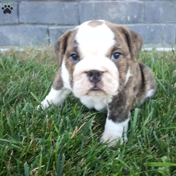 Dozer, Miniature Bulldog Puppy