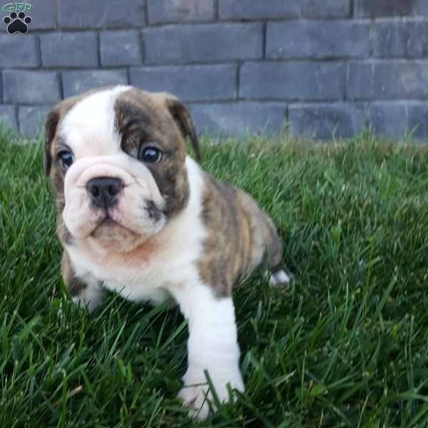 Diesel, Miniature Bulldog Puppy