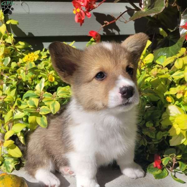 Liam, Pembroke Welsh Corgi Puppy