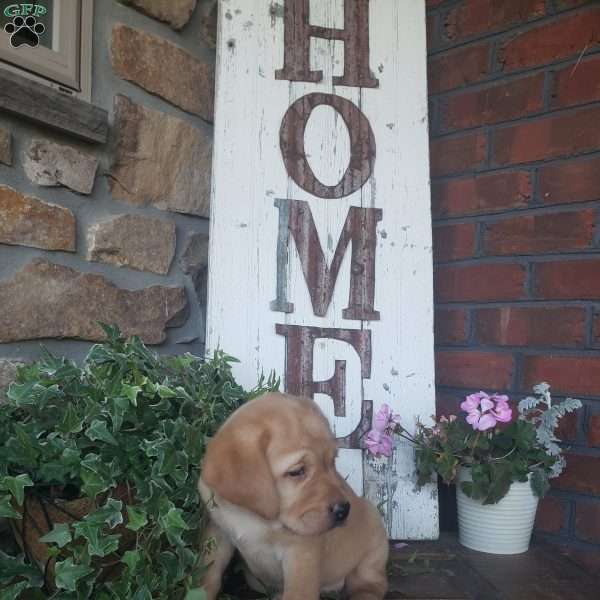 Carrie, Yellow Labrador Retriever Puppy