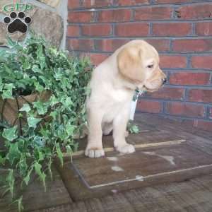 Carrie, Yellow Labrador Retriever Puppy