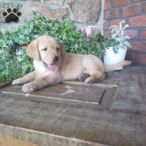 Carrie, Yellow Labrador Retriever Puppy