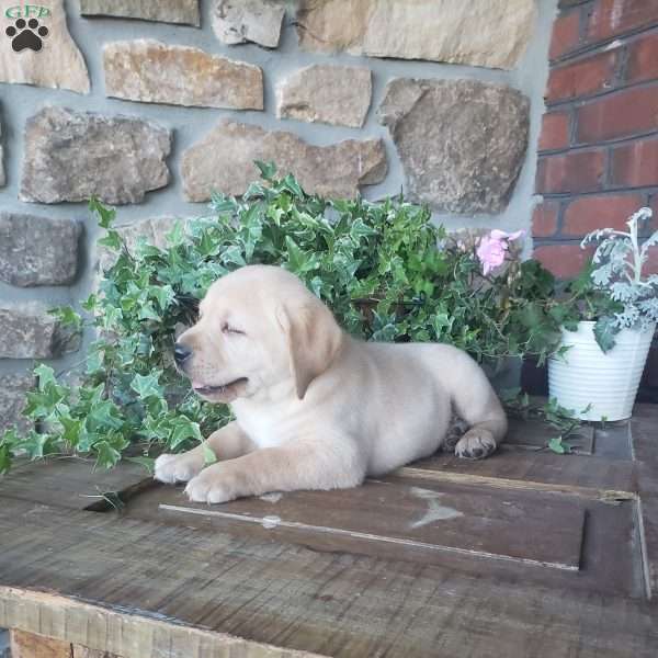 Charlie, Yellow Labrador Retriever Puppy