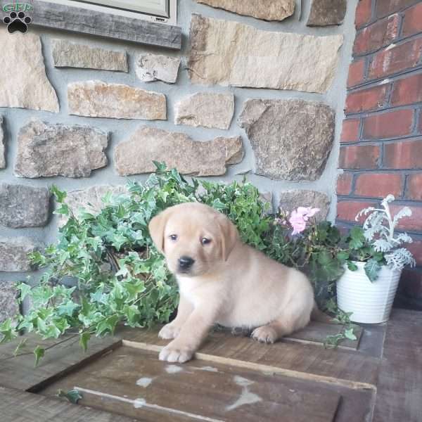 Captain, Yellow Labrador Retriever Puppy