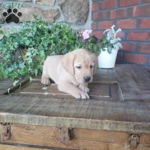 Chrystal, Yellow Labrador Retriever Puppy
