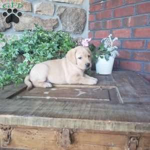 Chrystal, Yellow Labrador Retriever Puppy