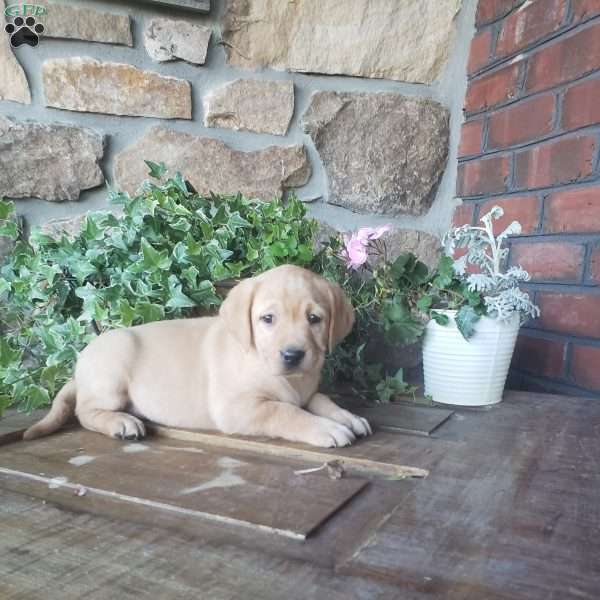 Chrystal, Yellow Labrador Retriever Puppy